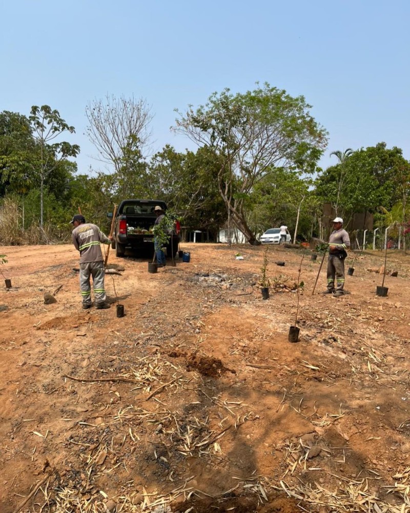 Cinquenta mudas de árvores nativas são plantadas no distrito de Florestina