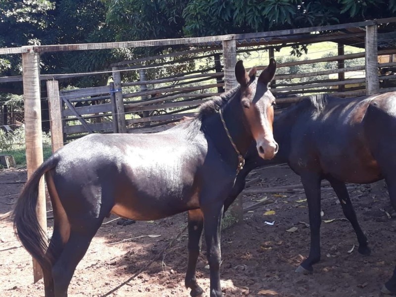 Equipe de apreensão de animais atua com serviços diários no Município