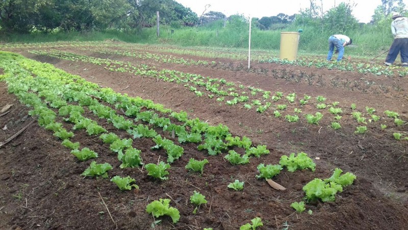 Prefeitura de Araguari faz plantio de árvores na Granja Mauá