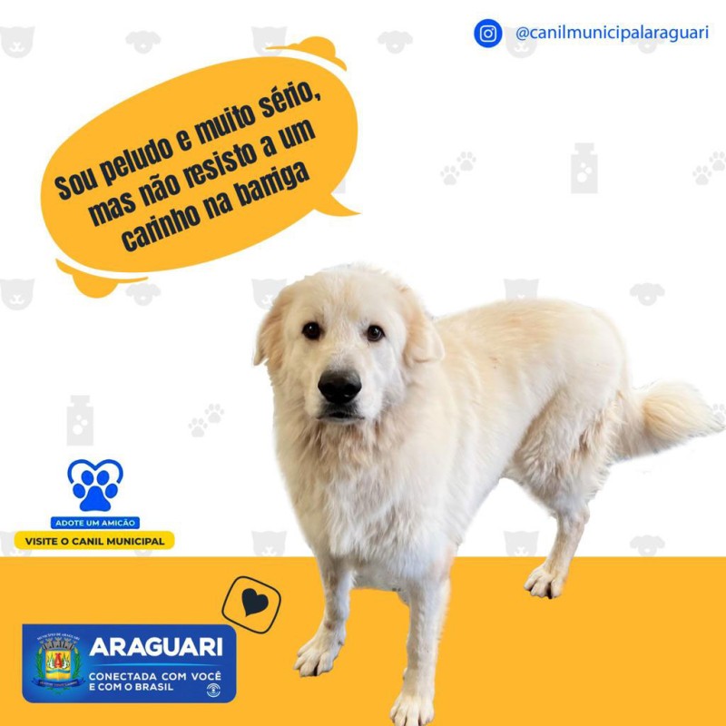 ADOTE UM AMICÃO - Peludinho