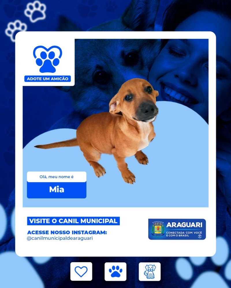 Adote um Amicão