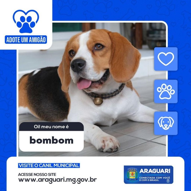 Adote um Amicão