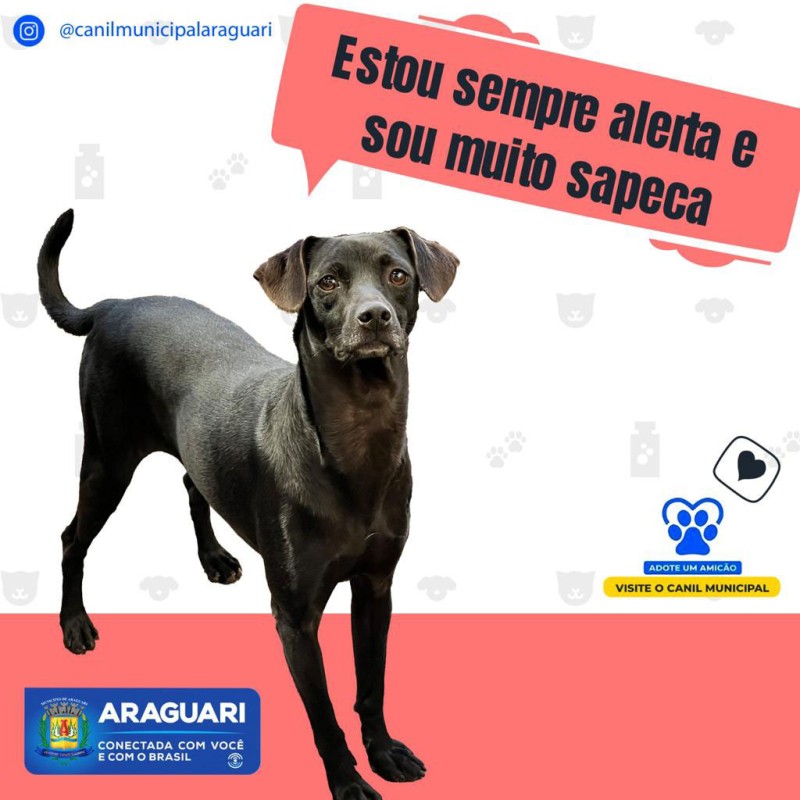 ADOTE UM AMICÃO - Sapequinha