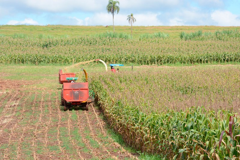Prefeitura auxilia pequenos produtores na produção de silagem