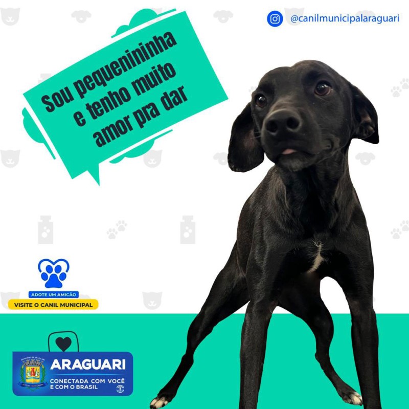 ADOTE UM AMICÃO - Magrelo