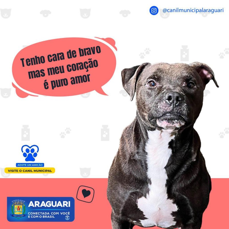 ADOTE UM AMICÃO - Romeu