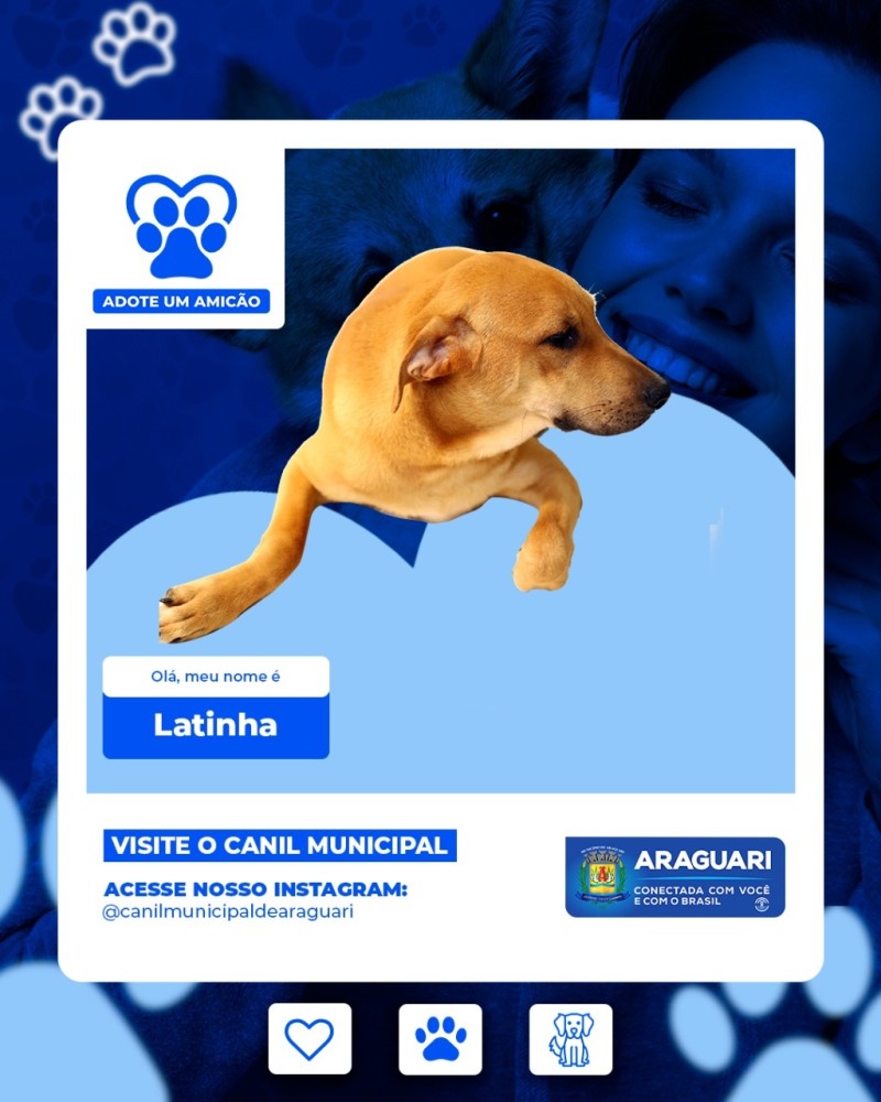 Adote um Amicão