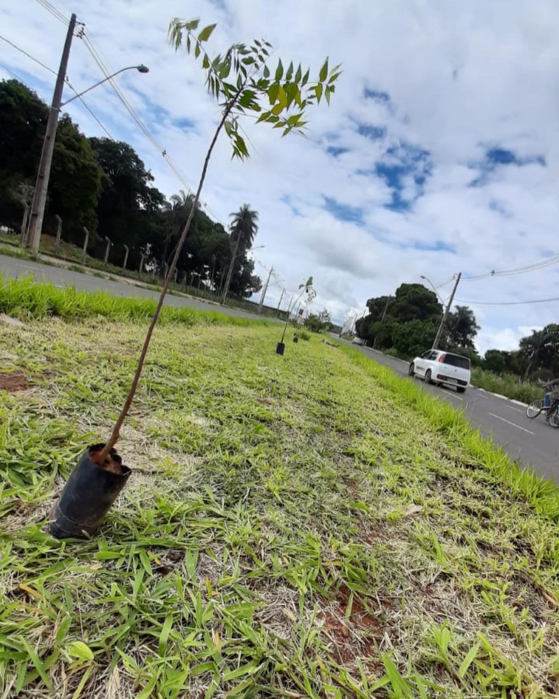 Secretaria de Meio Ambiente realiza o plantio de mais de 140 mudas em avenidas de Araguari