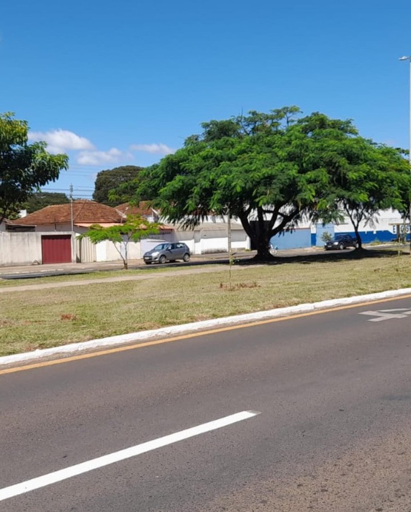 Secretaria de Meio Ambiente realiza o plantio de mais 100 árvores em avenidas de Araguari
