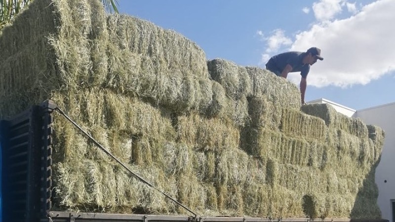 Prefeitura compra feno tipo A para alimentar cavalos do curral municipal