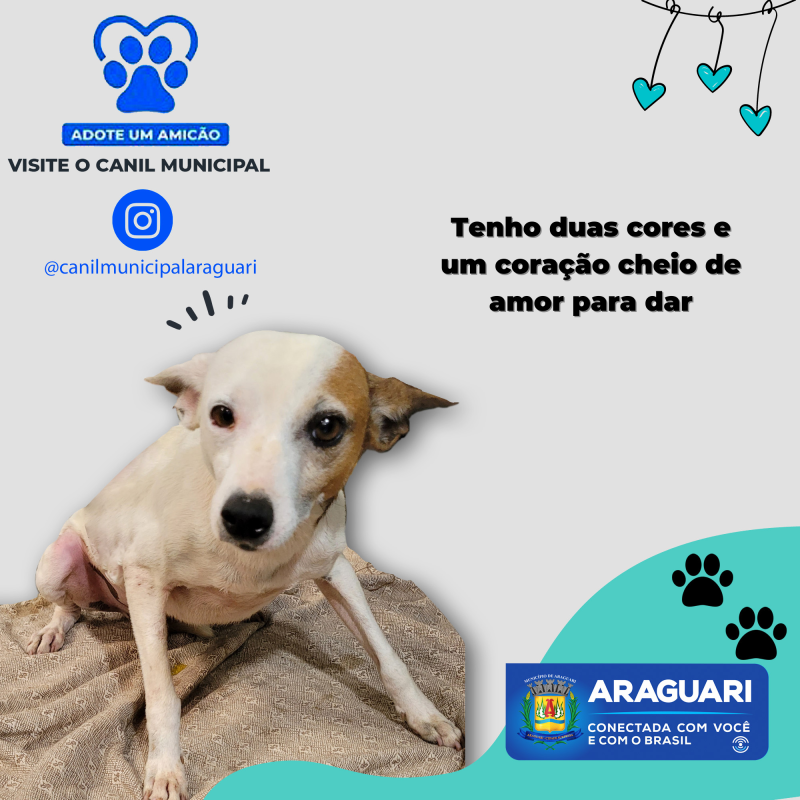 Motivos para adotar o Pãozinho