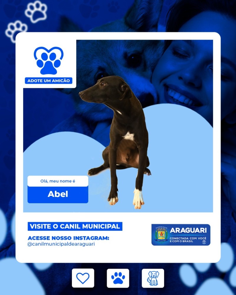 Adote um Amicão